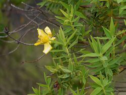 Hypericum mysurense Heyne ex Wight & Arn. (14497566817).jpg