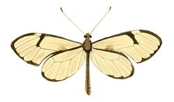 Illustrations of Exotic Entomology Heliconia Diaphana.jpg