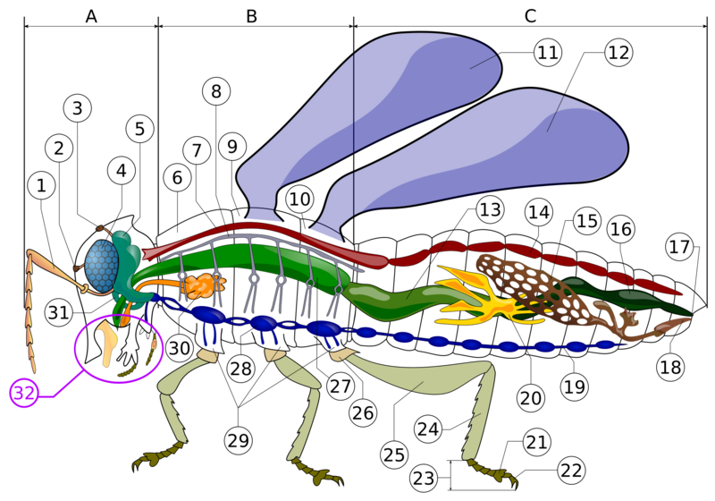 File:Insect anatomy diagram.svg