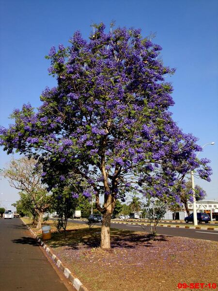 File:Jacarandá Mimoso(Jacaranda mimosifolia) na entrada da cidade de Jardinópolis - panoramio.jpg