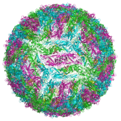 Ribbon diagram of Kunjin virus