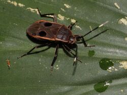 Largid bug from a West-Javan lowland rainforest - top view (6282440533).jpg