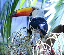 Toco toucan with mostly white head and smaller white patches on body sitting in a palm tree