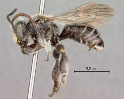 Macropis sp 01.jpg