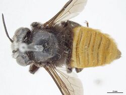 Megachile hilli.jpg