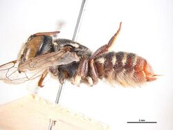 Megachile pararhodura f.jpg