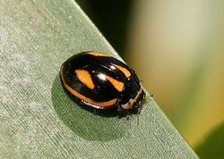 Micraspis flavovittata Ladybird Beetle.jpg