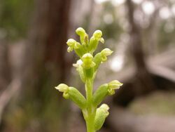 Microtis parviflora - Flickr 003a.jpg