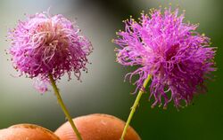 Mimosa quadrivalvis flower.jpg