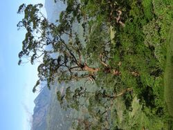 Mount Loelaco mountain landscape views (6).jpg