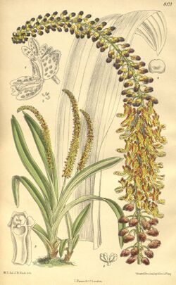Mycaranthes latifolia (as Eria longispica) - Curtis' 133 (Ser. 4 no. 3) pl. 8171 (1907).jpg