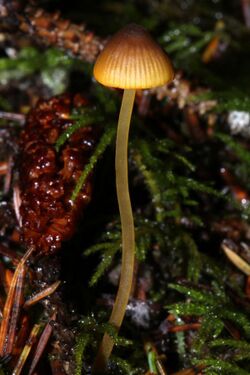 Mycena aurantiomarginata 286839.jpg