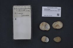 Naturalis Biodiversity Center - RMNH.MOL.152720 - Eutrochatella tankervillii (Gray, 1824) - Helicinidae - Mollusc shell.jpeg