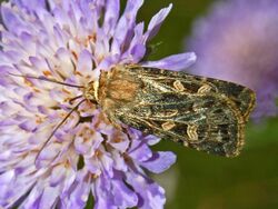 Noctuidae - Chersotis oreina.JPG