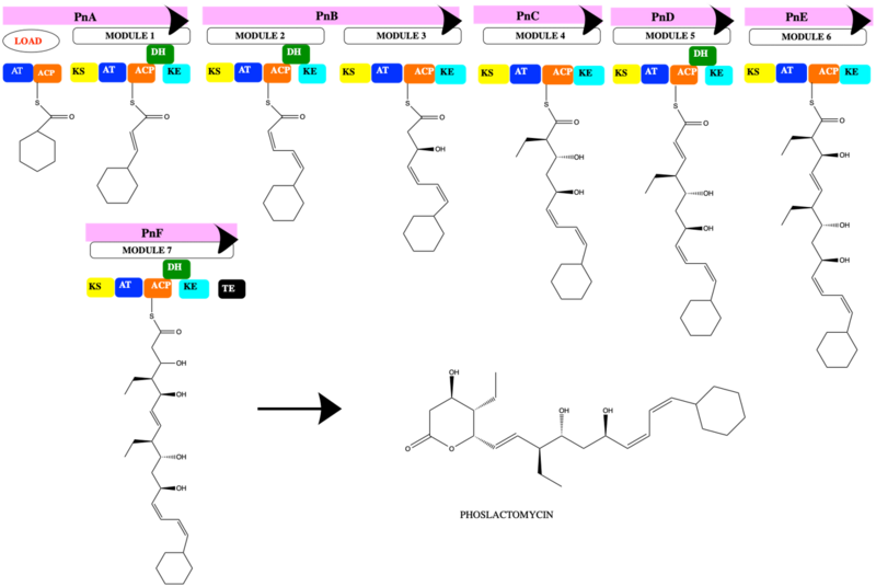 File:PML BIOSYNTHESIS NEW1.png