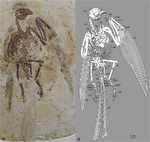 Parapengornis eurycaudatus holotype.PNG