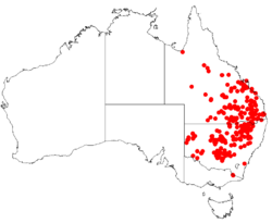 Parsonsia eucalyptophylla Dist Map13.png