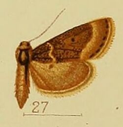 Pl.41-fig.27-Hypotia aglossalis (Hampson, 1906) (Constantia).JPG