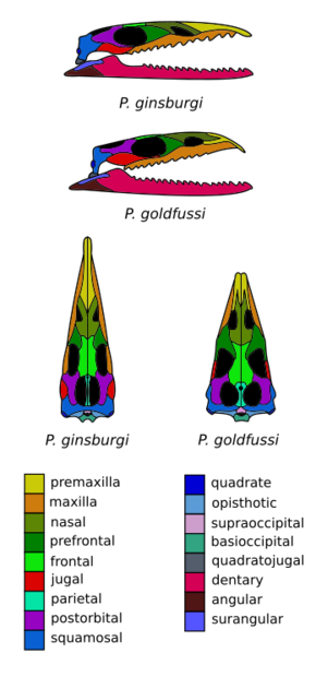 Pleurosaurus dorsal.svg