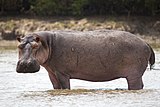 Portrait Hippopotamus in the water.jpg