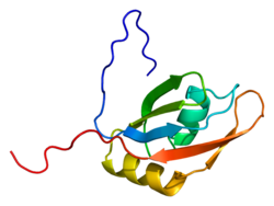 Protein SFRS9 PDB 1wg4.png