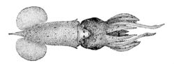 Pterygioteuthis microlampas.jpg