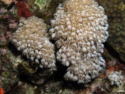 Pulsating xenid, Heteroxenia fuscescens, a soft coral that pulsates rhythmically around 40 times a minute (6163181047).jpg