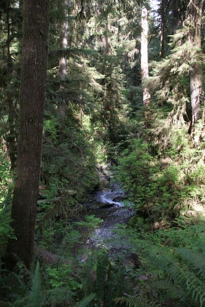 File:Quinault Rainforest (145360645).jpg