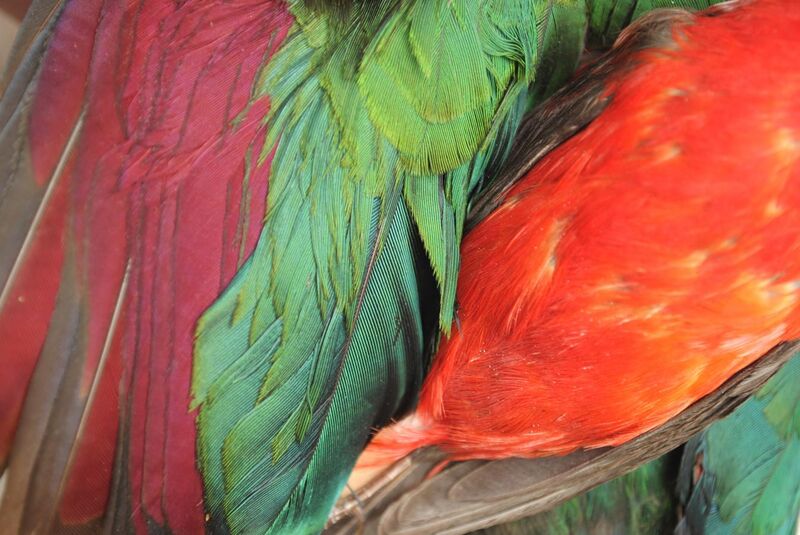File:Red feather pigments.jpg
