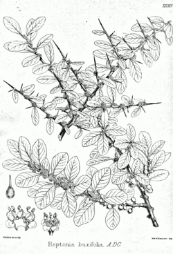 Reptonia buxifolia Bra34.png