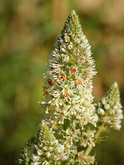 Reseda alba (flower spike).jpg