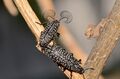 Rhipicera carinata - Beetle.jpg