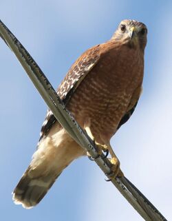 Rkinch red-shouldered hawk.jpg