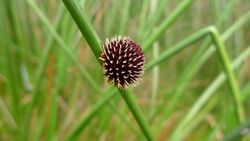 Roundhead Bristle-sedge (7077936893).jpg