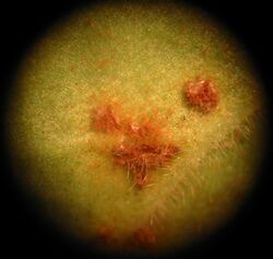 Rust fungus (Uredinales) Pengo.jpg