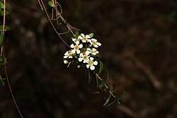 Sannantha collina.jpg