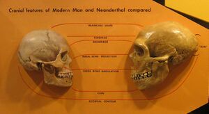 A human skull on the left facing a reconstructed Neanderthal skull on the right, emphasizing the difference in braincase shape (more cranial length in Neanderthal), shorter forehead ratio, more defined brow ridge, larger nasal bone projection, pinned-back cheekbone angulation, straighter angled chin, and an occipital bun