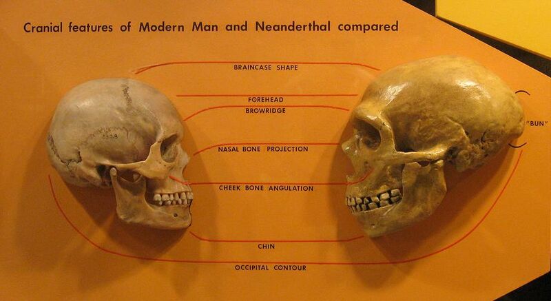 File:Sapiens neanderthal comparison.jpg