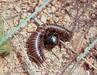 Beetle with millipede prey