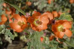 Sphaeralcea emoryi var. variabilis. Emory's Variable Globemallow - panoramio.jpg