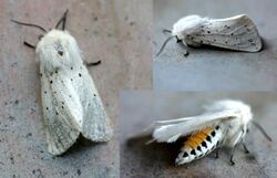 Spilosoma lubricipeda01.jpg