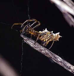 Spined Micrathena (Micrathena gracilis) color variant