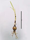 Sprekelia formosissima (L.) Herb.jpg