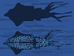 Drawing showing principle of squid counter-illumination camouflage