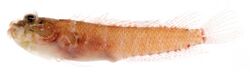 Starksia lepicoelia female.jpg