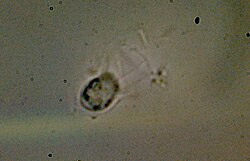 Stephanocea x100.jpg