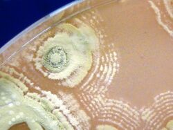 Streptomyces sp. myrophorea on agar.jpg