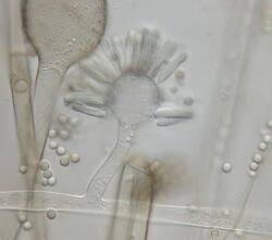 Syncephalastrum racemosum sporangiophores.jpg