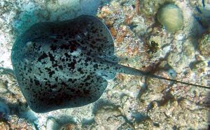 Overhead view of a stingray on a reef, showing its nearly circular shape