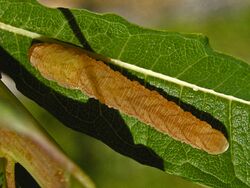 Tenthredinidae - Tenthredo colon (larva).jpg
